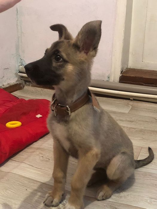 Отдам в хорошие руки