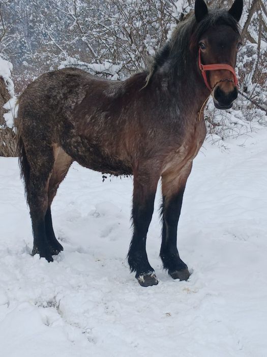 Vând  mnza de  10 luni  din  cai ferate  buni mnza este  cuminte