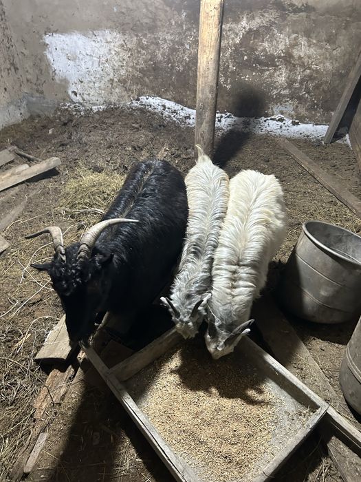 Поодаю коз 9 голов