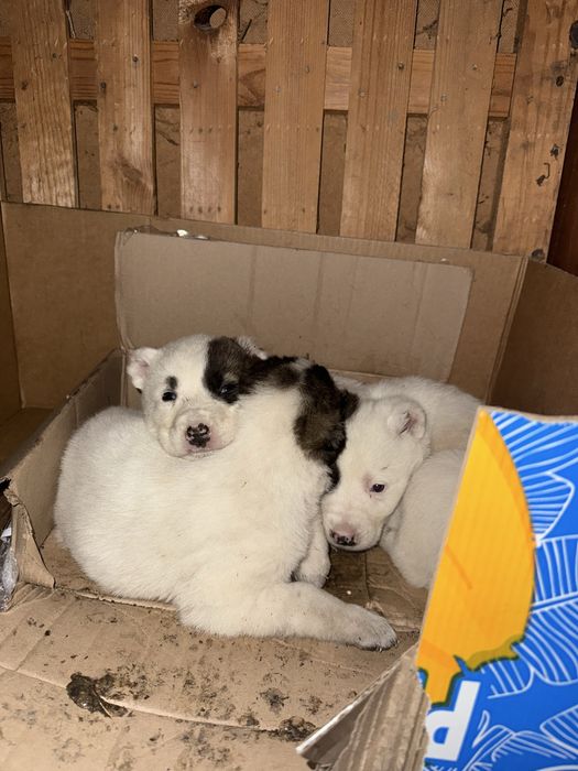 Алабай щенки 1 месяц