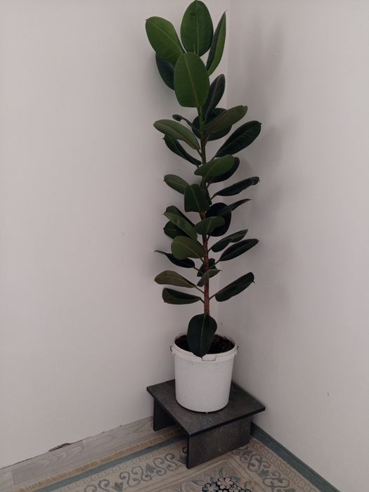 Фикус гүлі сатылады.