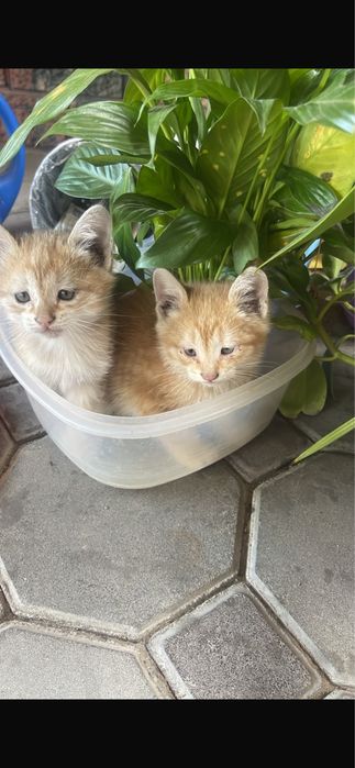 Котята   В хорошие руки
