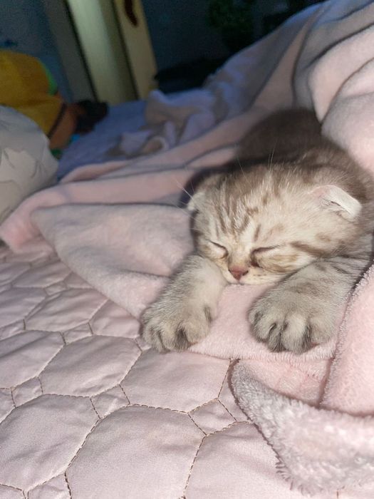 Британские короткошерстные  котята