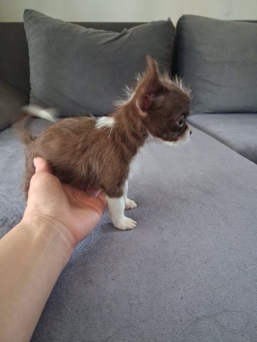 Продавам Чихуахуа