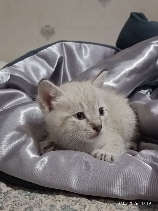 Раздаю котят в добрые руки