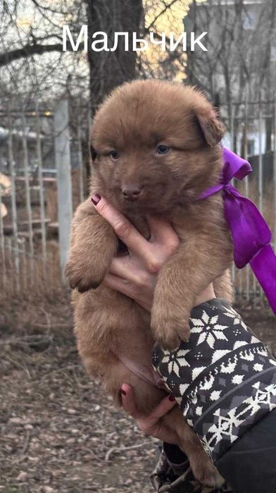 Милые карапузы ищут дом