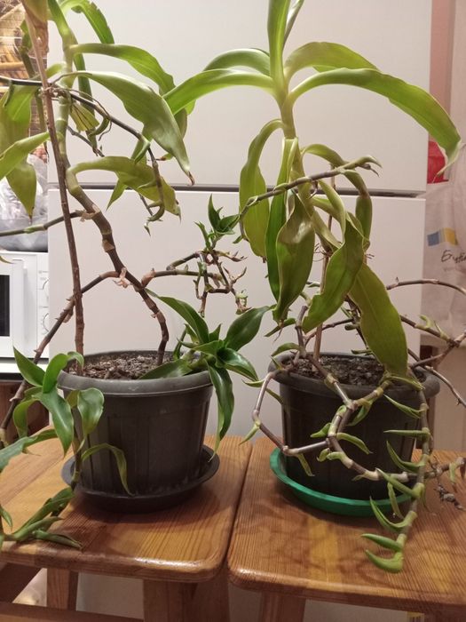 Продам комнатные растения