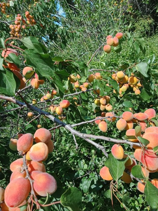 Большой дачный участок