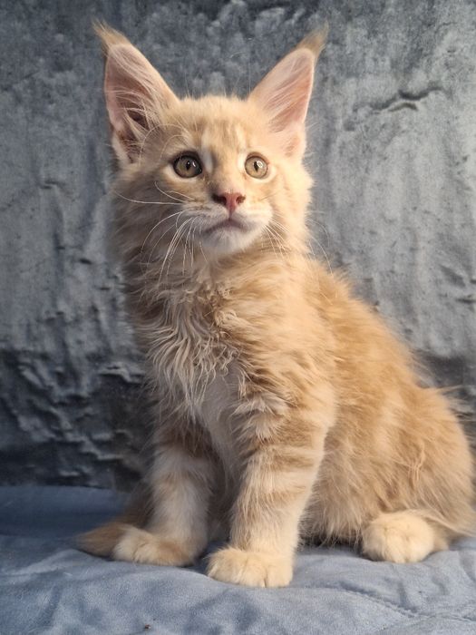 Котята из питомника