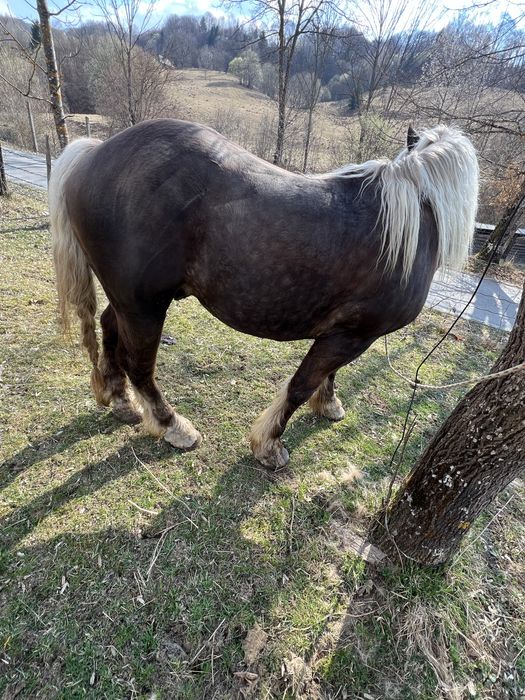 Armasar Comtois in primavara face 3 ani