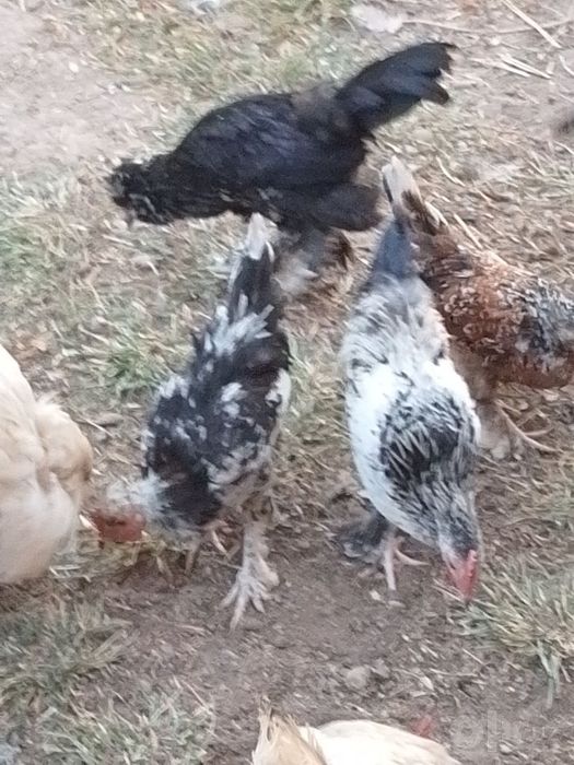 Brama,qora shag'zoda, yapon jo'jalar