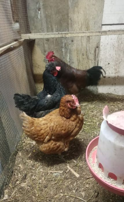 Продам курица и питуха 2+1