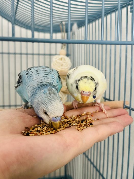 Волнистые попугаи