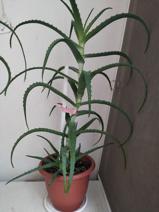 Продам алое вера