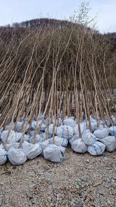 Catalpa  globular copaci ornamentali