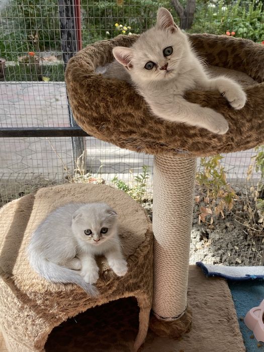 Mushukchalar sotiladi 2 yarim oylik toza paroda shinshila