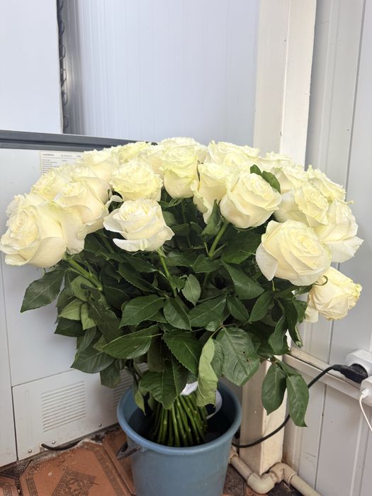 Цветы живые белые. Голланд.