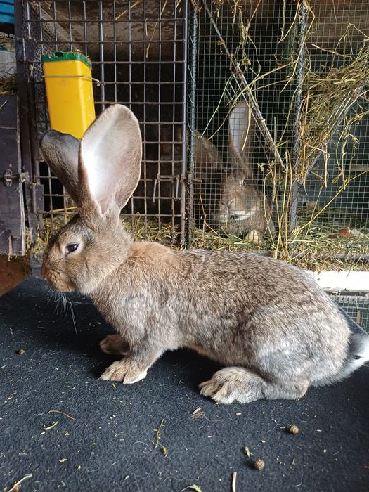 Vând iepuri Uriaș German Gri
