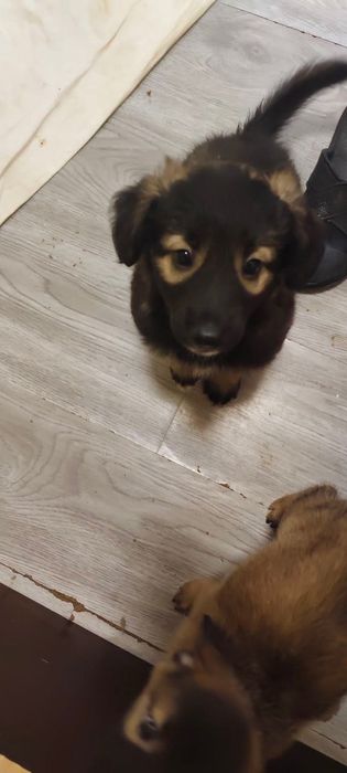 Щеночки ищут заботливые руки