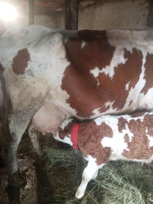 Vacă cu vițel de 3 săptămâni