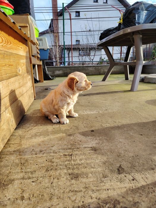 Băiețel golden retriever