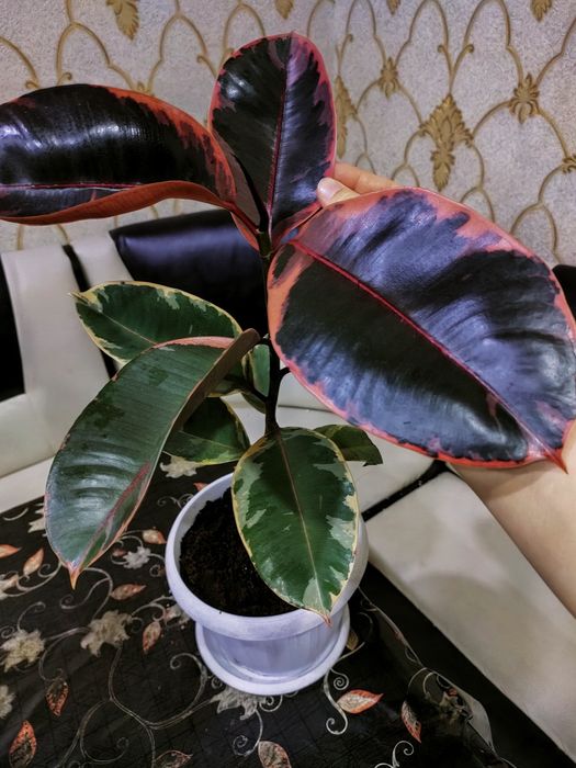 Комнатные растения. Доставка