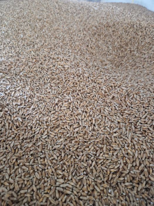 Triticale pentru samanta