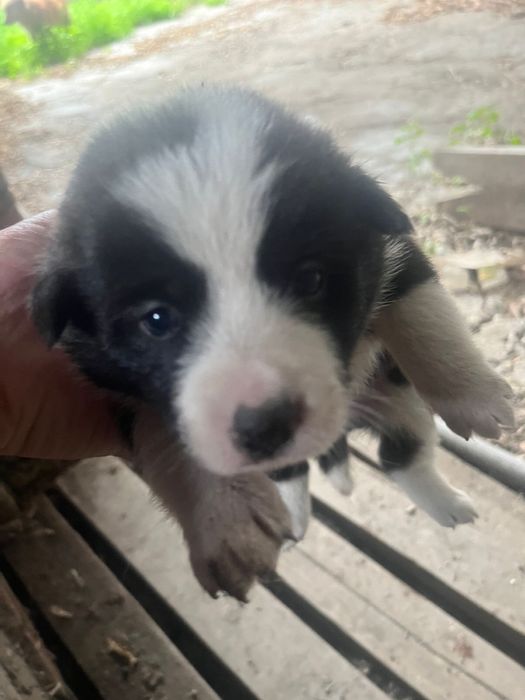 Отдам щенков в добрые руки( все девочки)