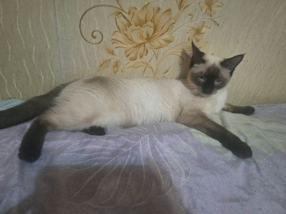 Сиямиски мушук сотилади
