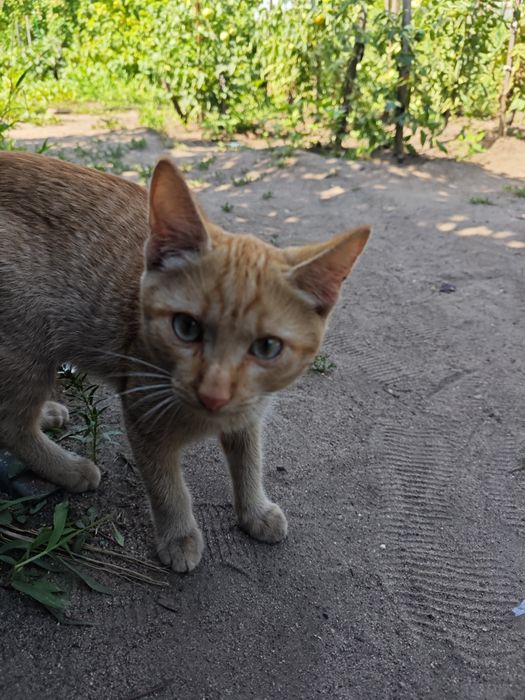 Отдам котят в хорошие руки