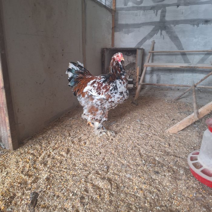 cocos brahma portelan de vanzare