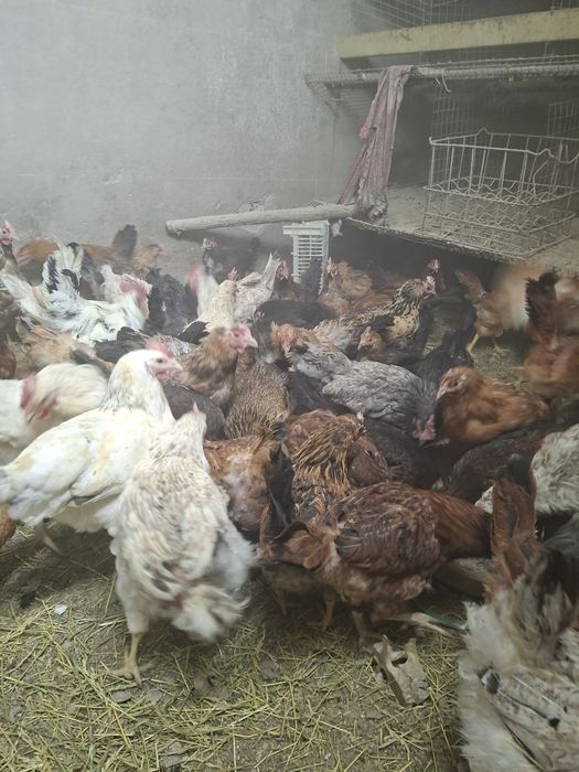 Продам молодых кур несушек!!!