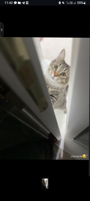 кошечка мейнкун 1.5 годика