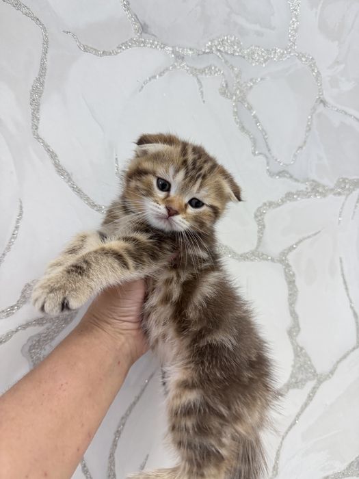 Продаются милые котята