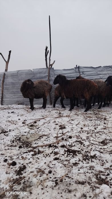 Ona bola va bog'oz qo'ylar sotildi