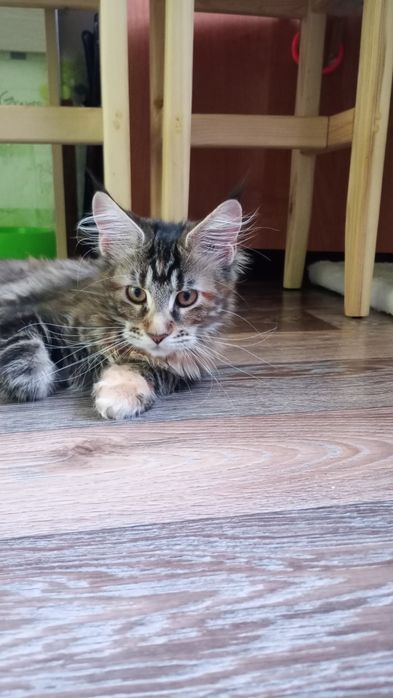 Продам Очень Крупного Мейн Куна