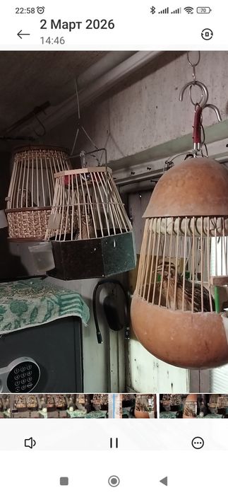 Поющие перепёлки