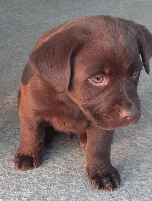 Pui de labrador.