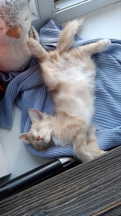 Отдам котика в добрые руки