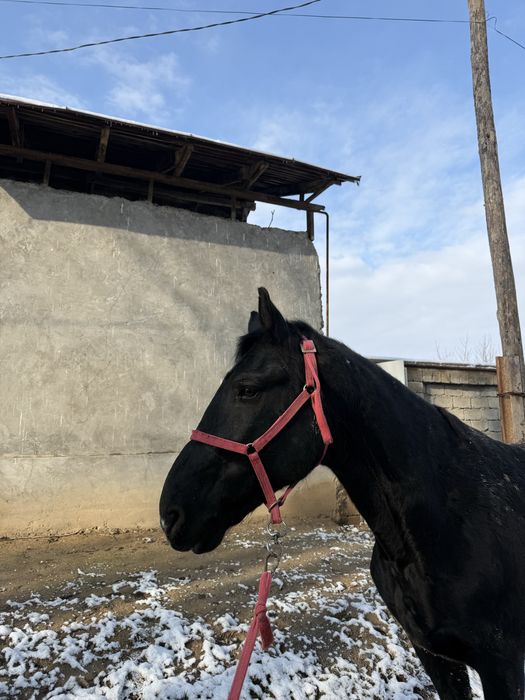 Ot soglom продаётся лошадь