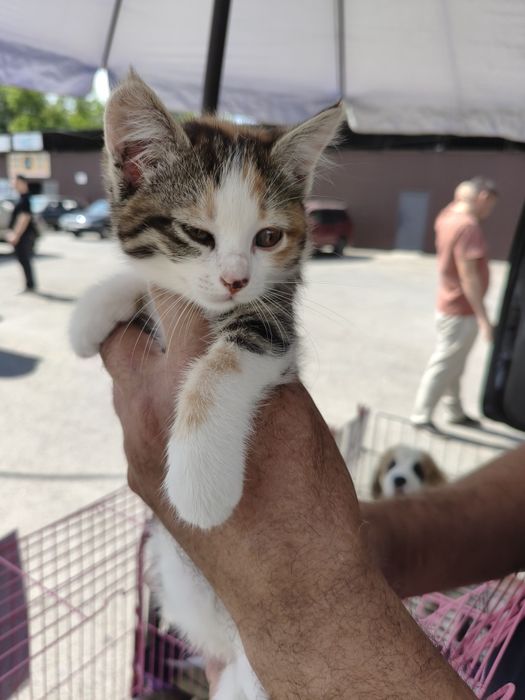Продам котят мальчики девочки