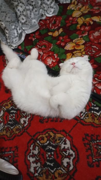 Sotiladi Skottish fold esli mushuk latokka oʻtadi