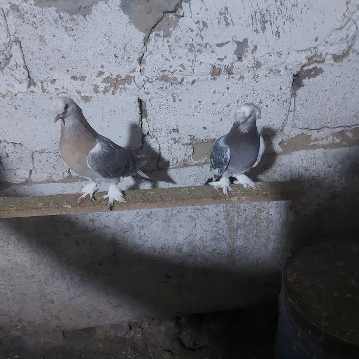 Тала насачуби двух чуби оба самец