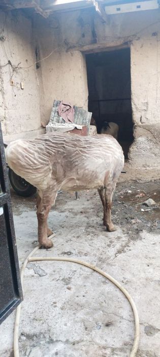 Zotga quchqor sotiladi arashan buyi uzun chiroyli qo'chqor