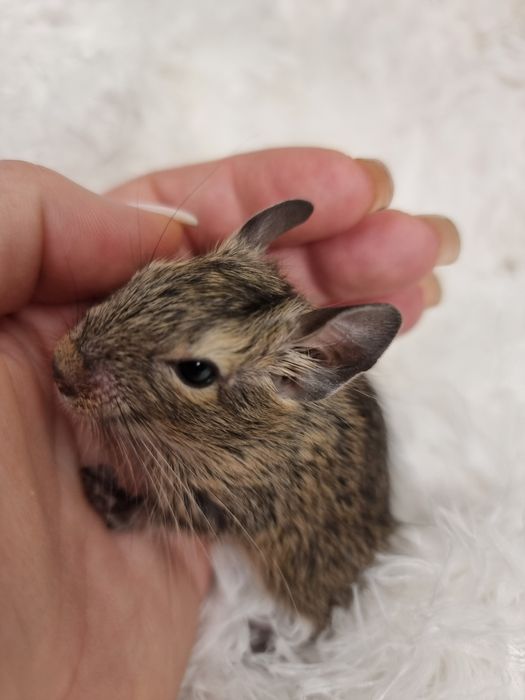 Бельчата - малышата Дегу