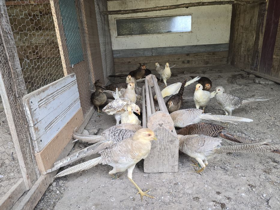 Vand fazani masculi aurii 2025