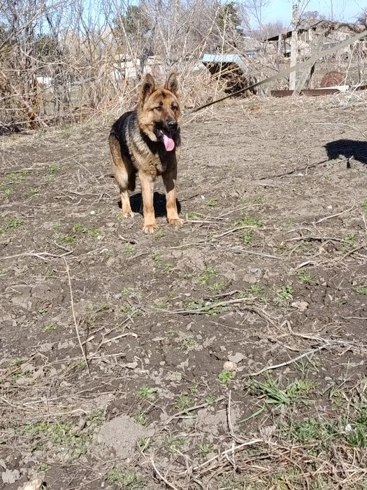 Очен хорошая собака