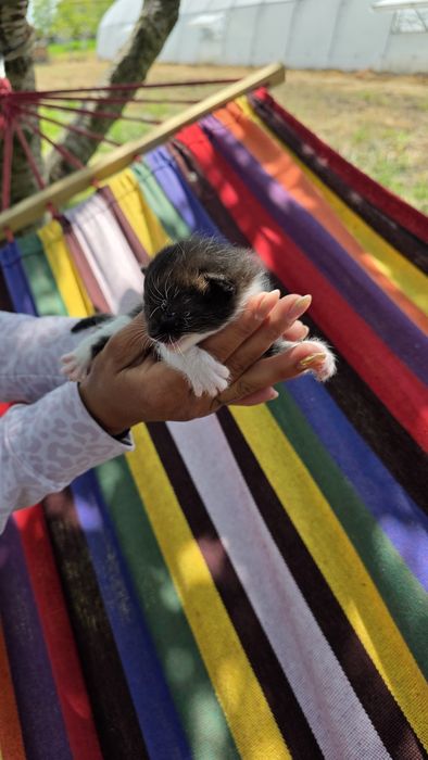 Подаряват малки котенца три броя.