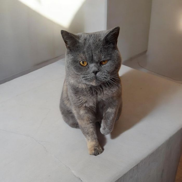 Британская 1.2 г колорпоинтзолото- серебрянная