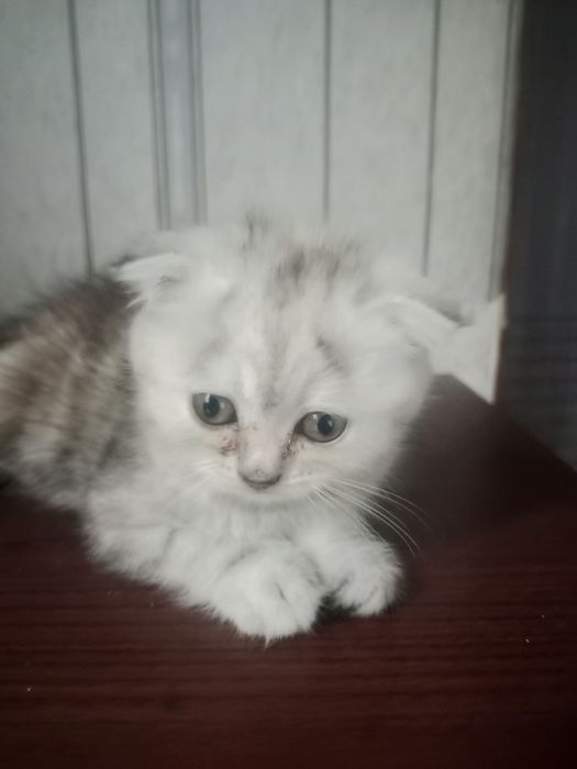 Продам вислоухих котят.